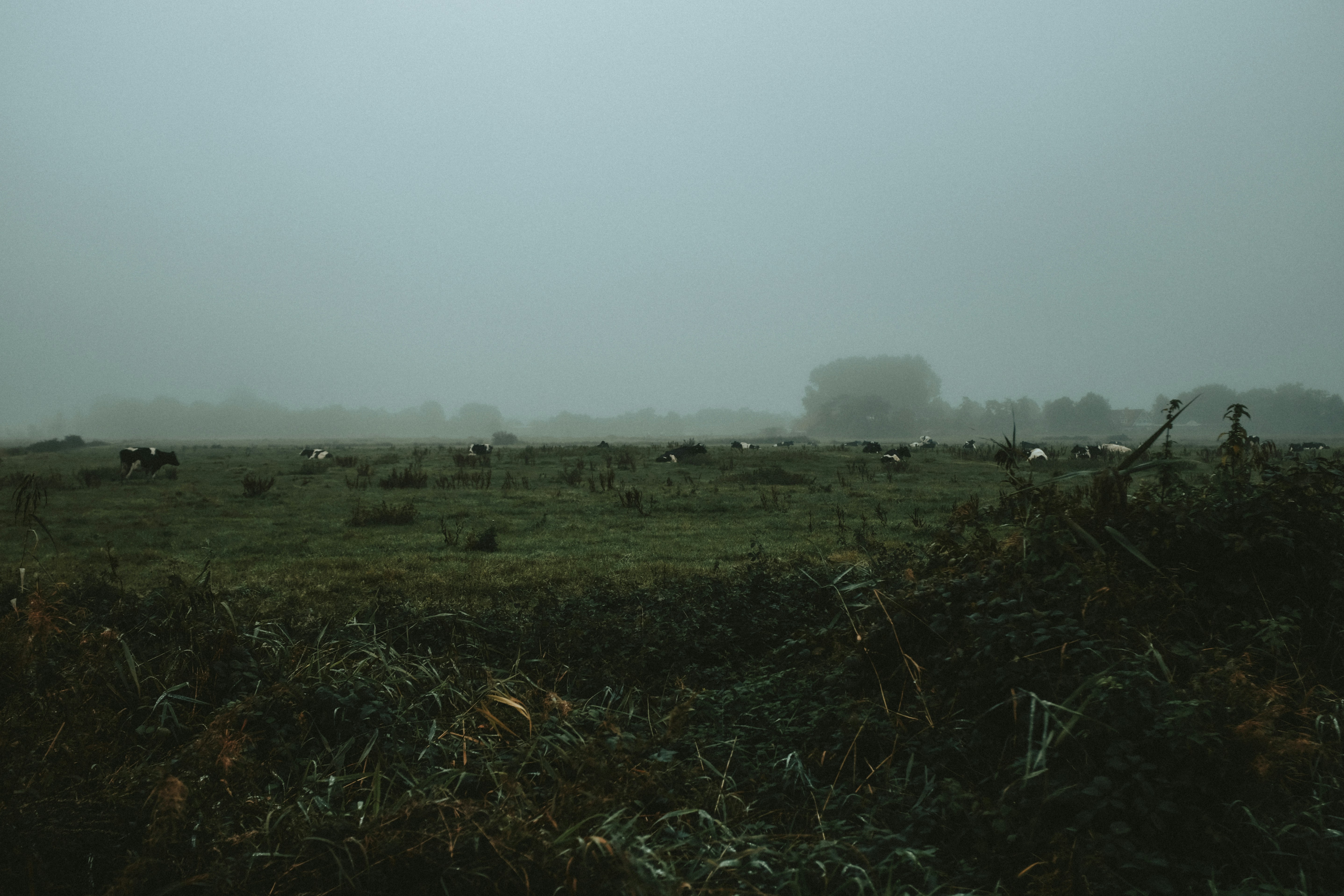 Nutritionist analysing cattle herd in UK pasture, green fields, overcast sky, professional assessment