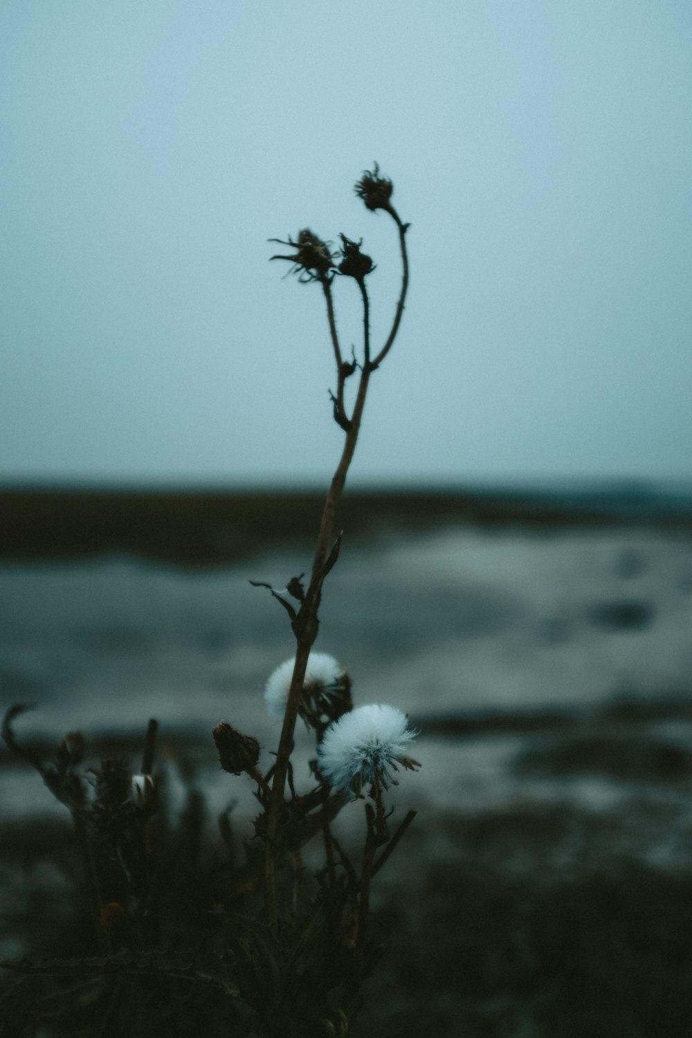 white dandelion in close up photography