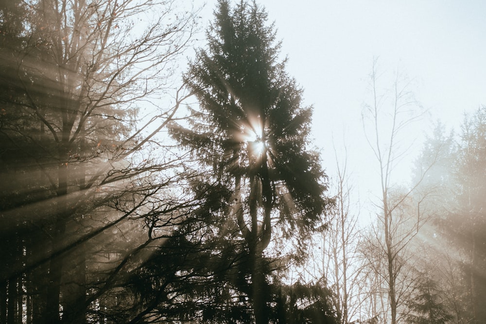 green trees under white sky during daytime