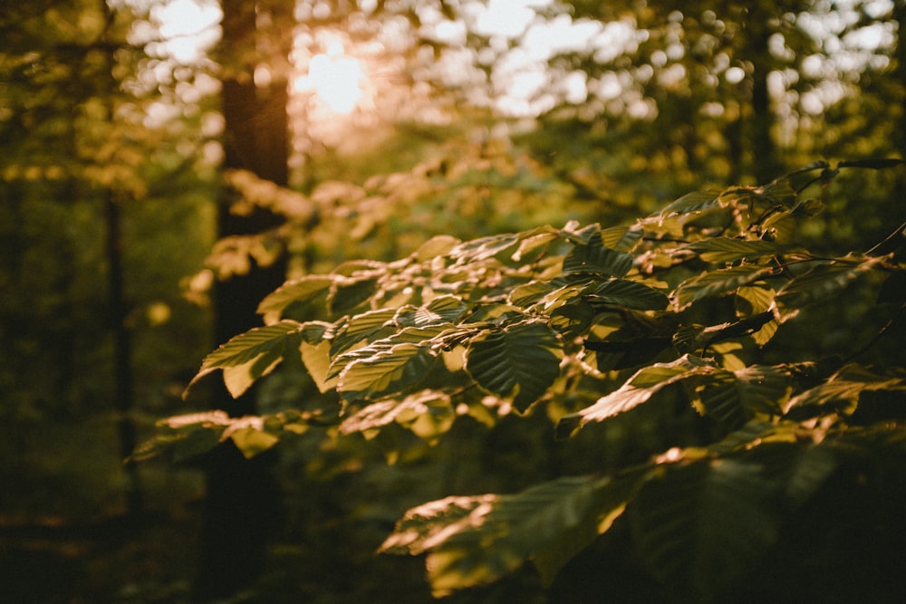 green leaves in tilt shift lens