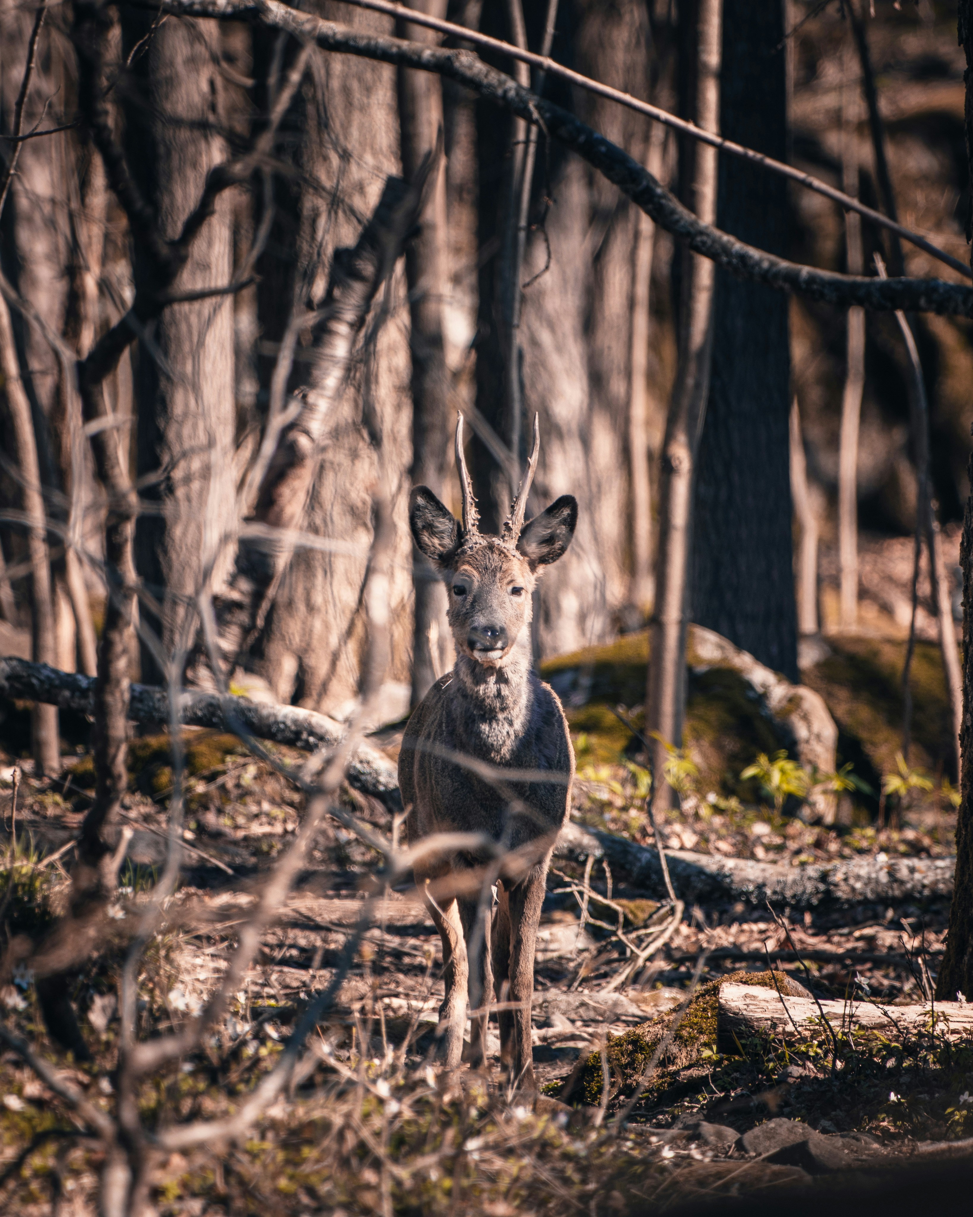 Photo by kevinnikolais