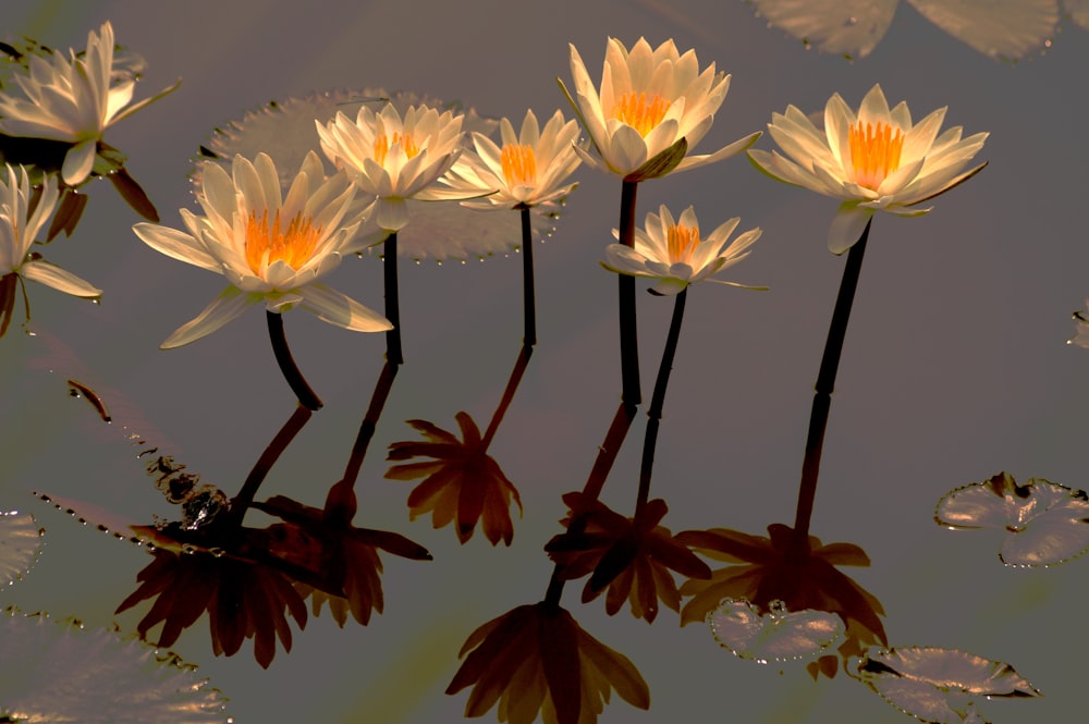 white and yellow flowers on water