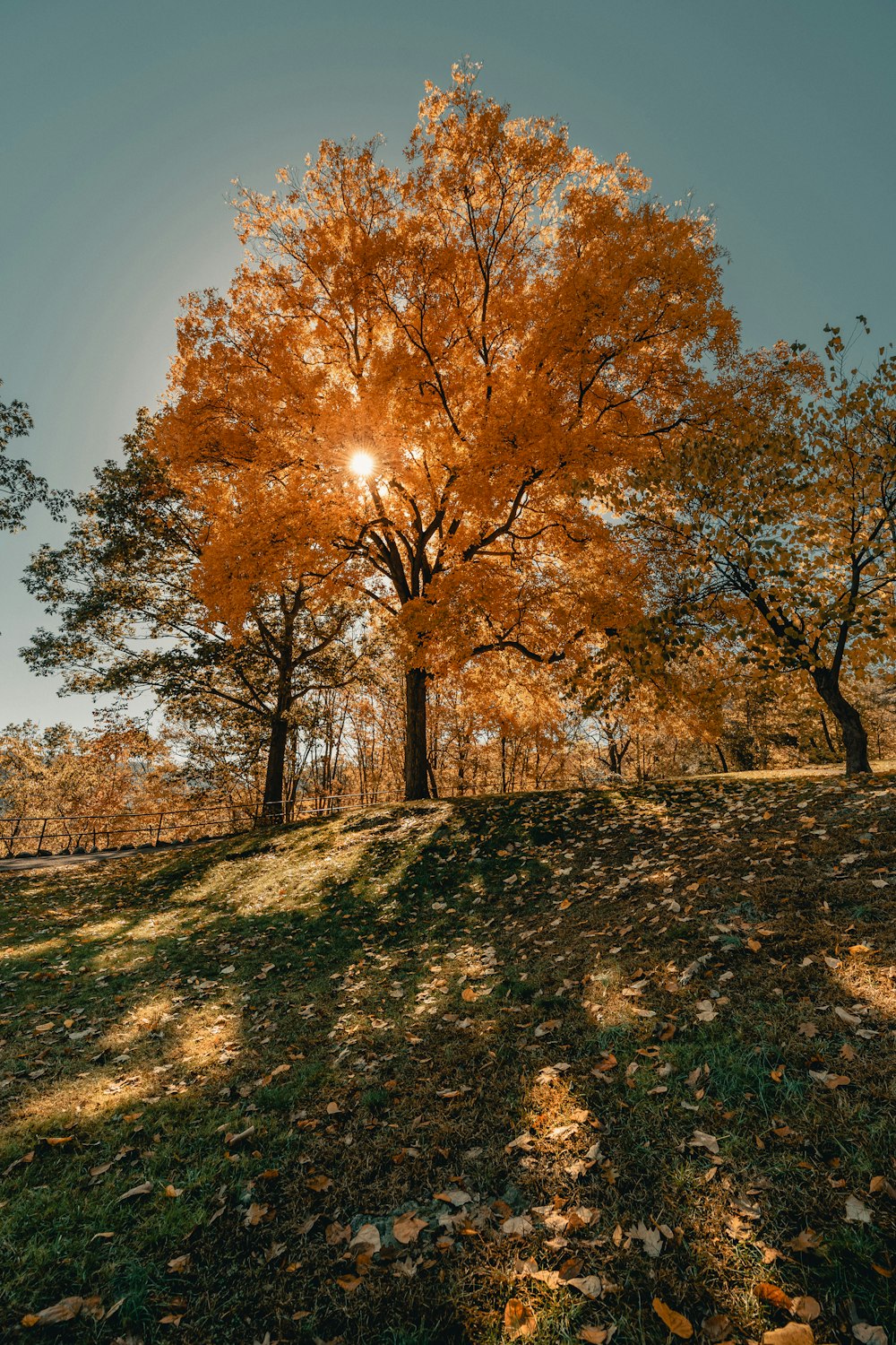 brown trees on green grass field under blue sky during daytime