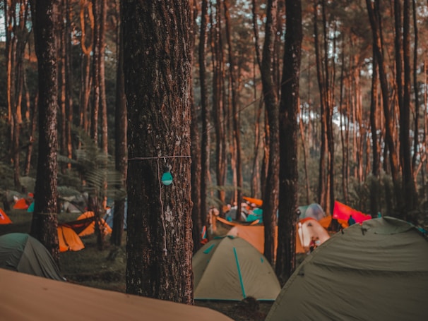 group of people sitting on green dome tent in forest during daytime