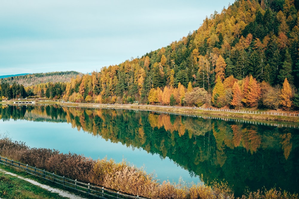 green and brown trees beside river during daytime