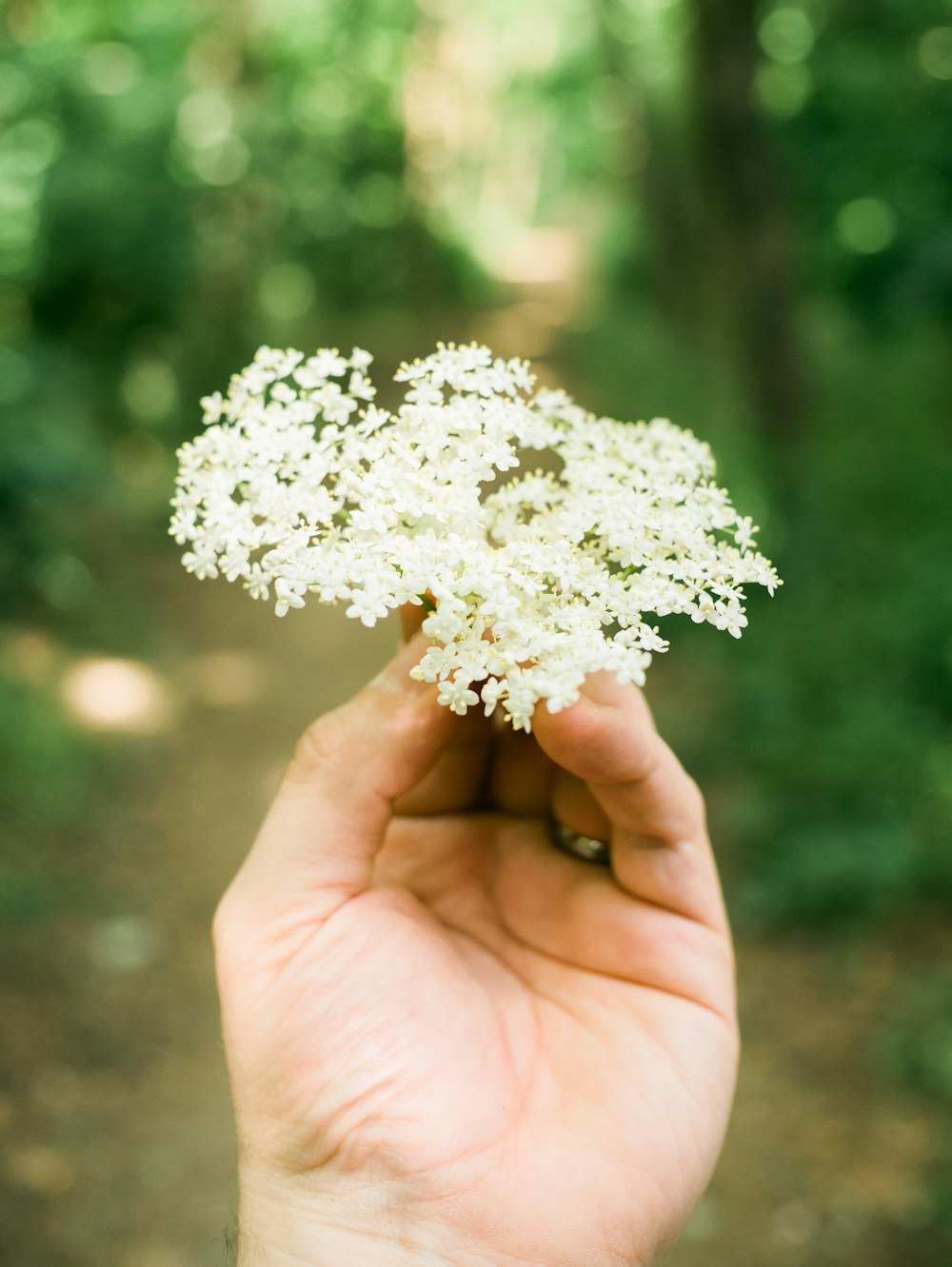 Person, die tagsüber weiße Blüten hält