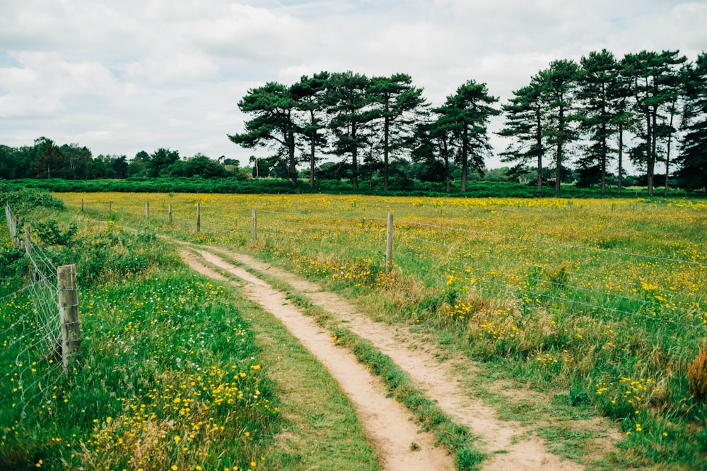 a dirt road going through a field with trees in the background