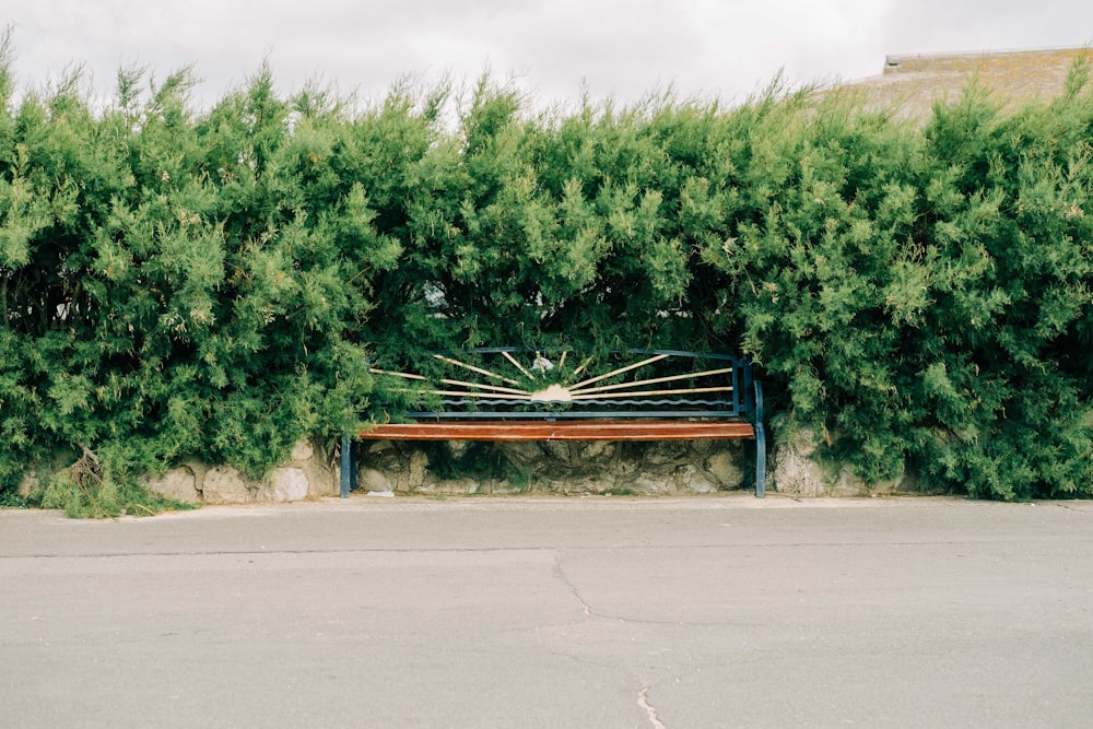 green trees beside gray concrete road