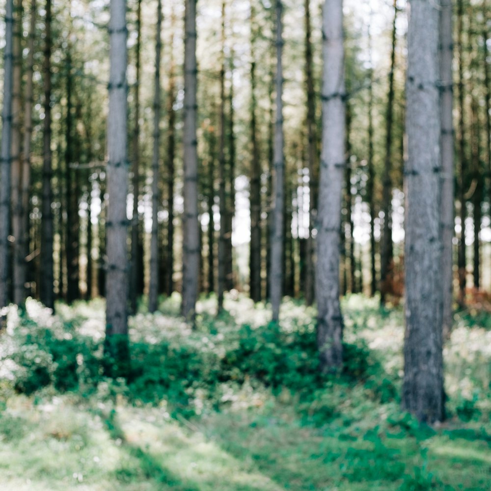 green grass field with trees