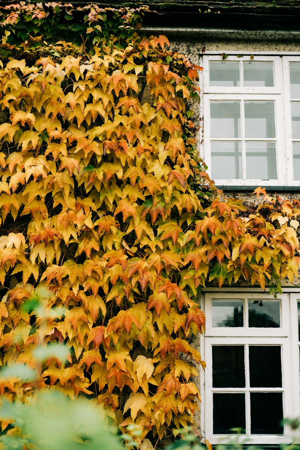 foglie marroni sul telaio della finestra in legno bianco