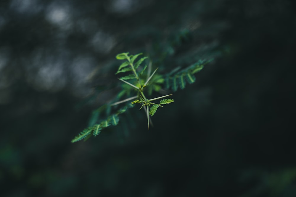 green leaves in tilt shift lens