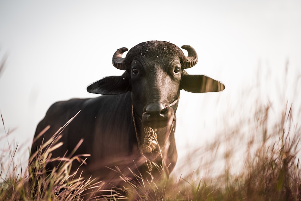 vache noire sur un champ d’herbe brune pendant la journée