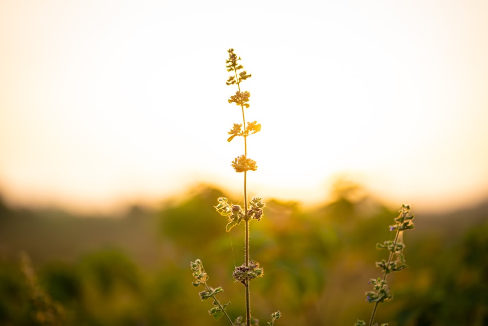 white flower in tilt shift lens