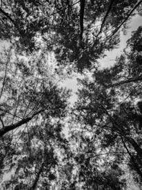 Branches and leaves of tall trees viewed from below, creating a canopy pattern against the sky.
