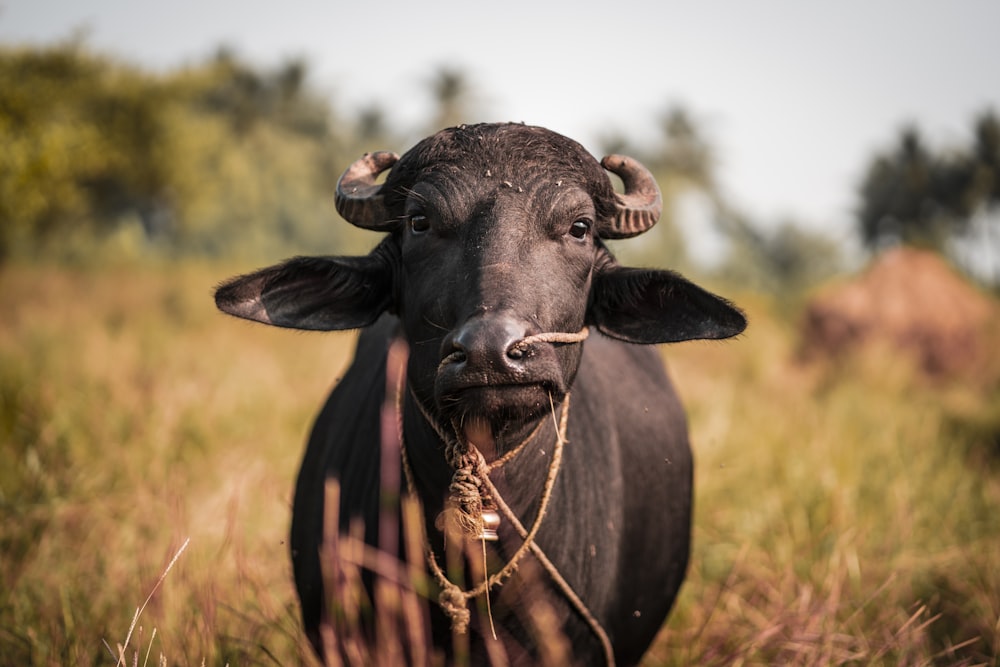 black water buffalo on brown grass field during daytime