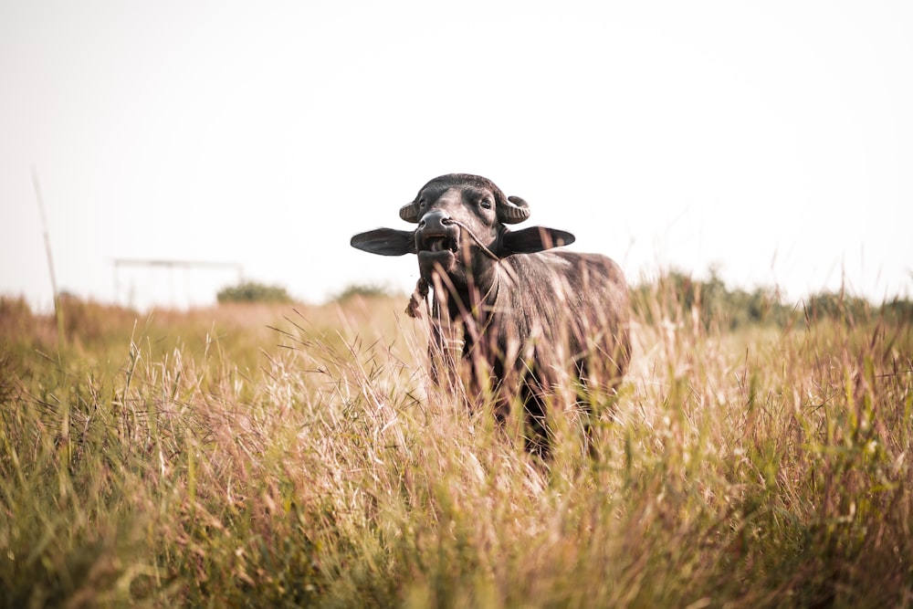 black cow on green grass field during daytime