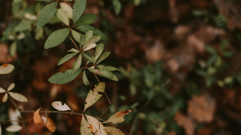 green leaves in tilt shift lens