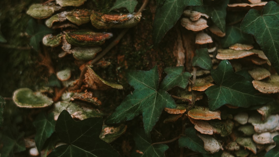 green and brown leaves on ground