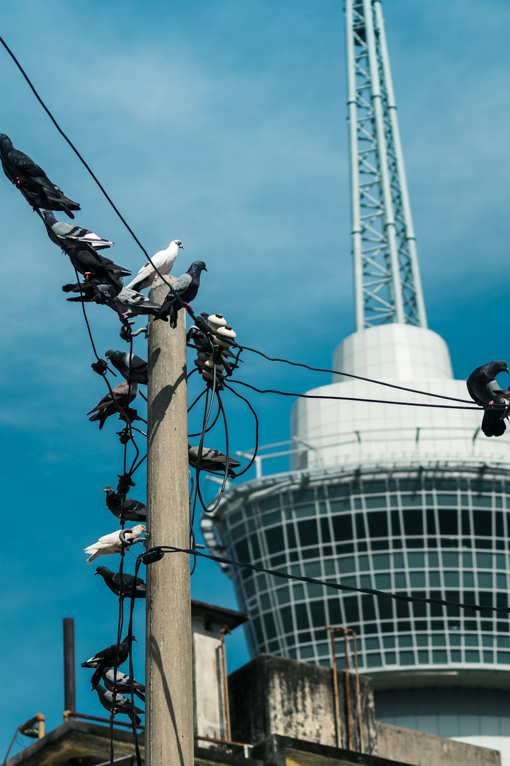 flock of birds perched on gray metal tower under blue sky during daytime