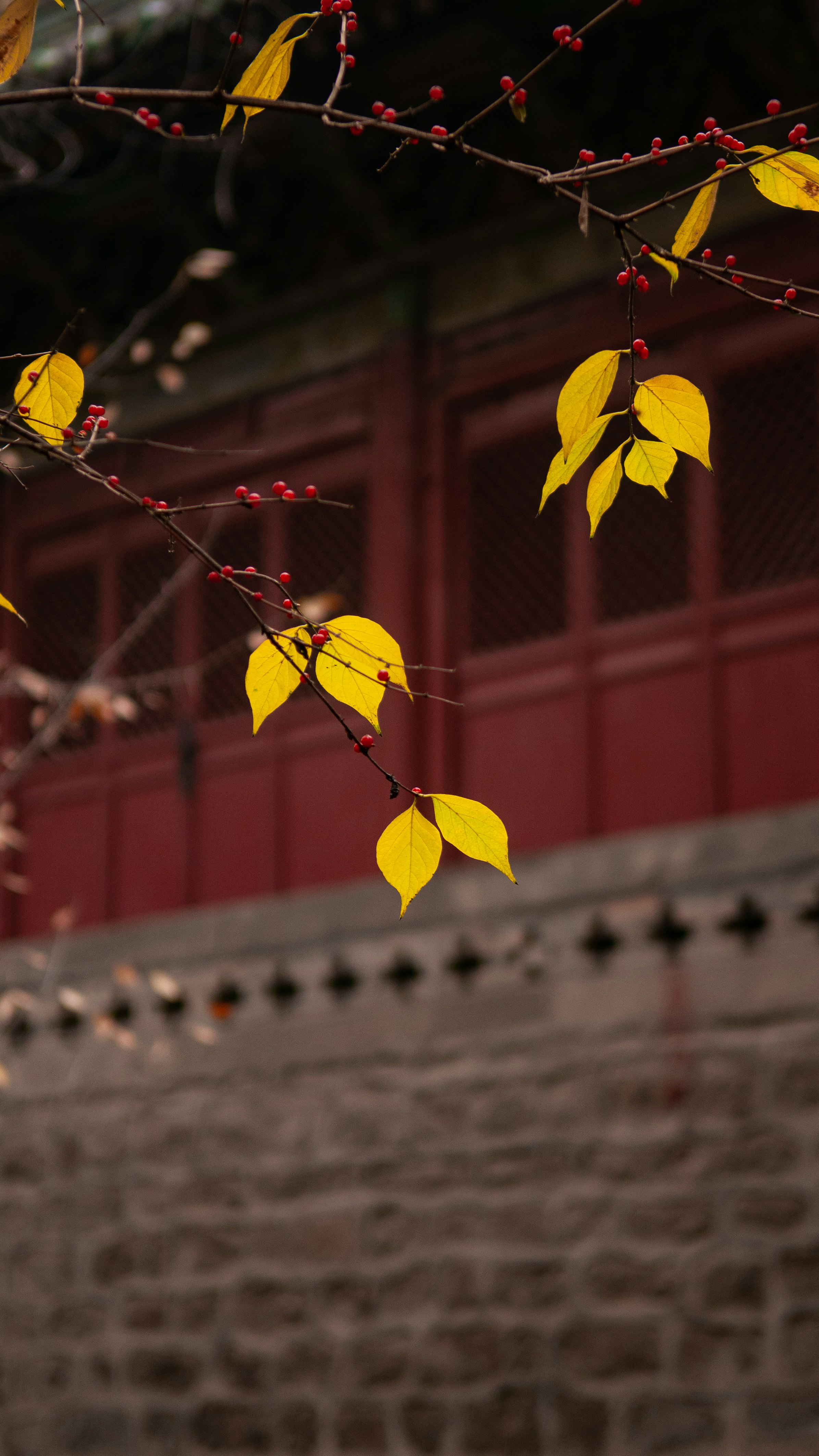 yellow leaves on brown wooden fence during daytime