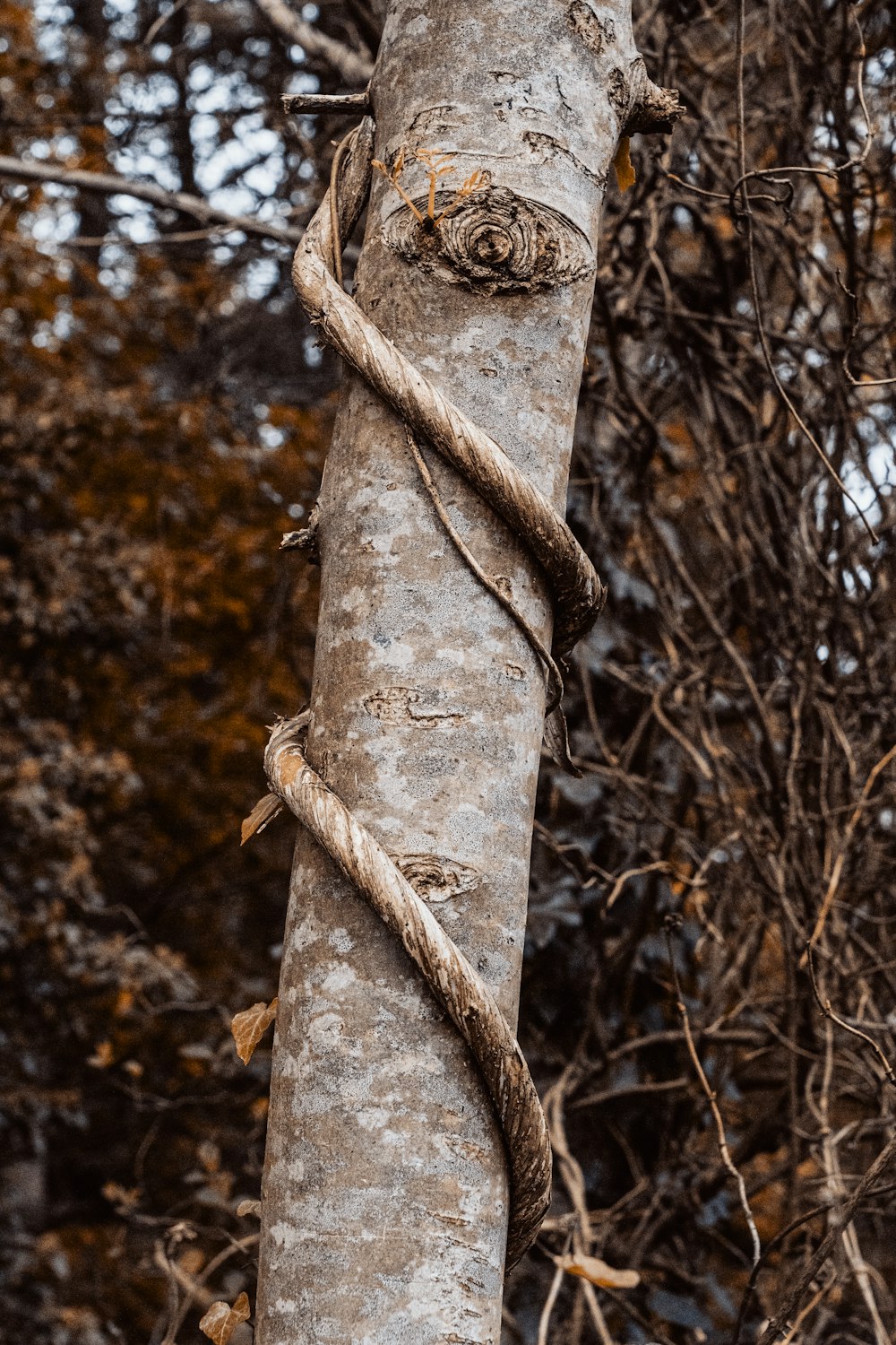 brown tree trunk in close up photography