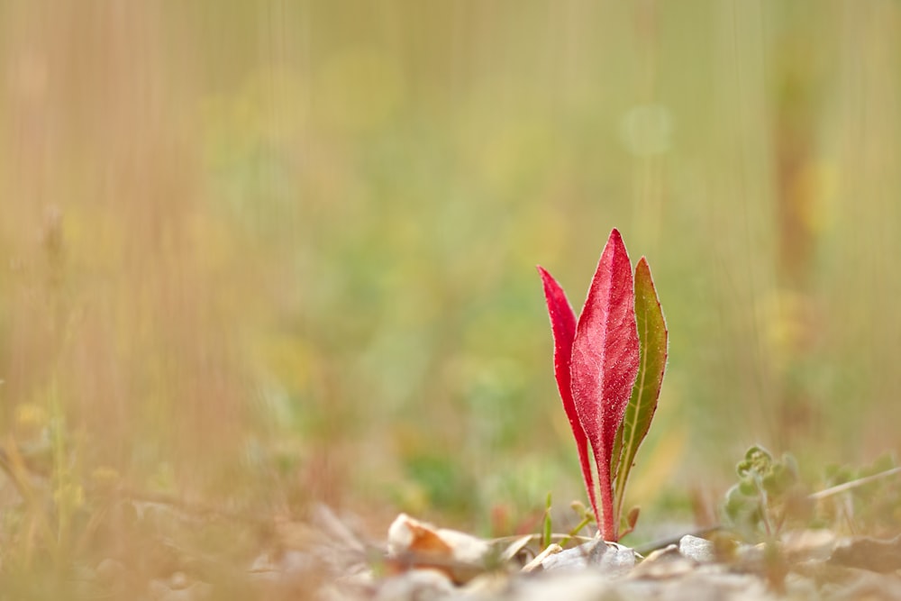 red and green leaves on ground