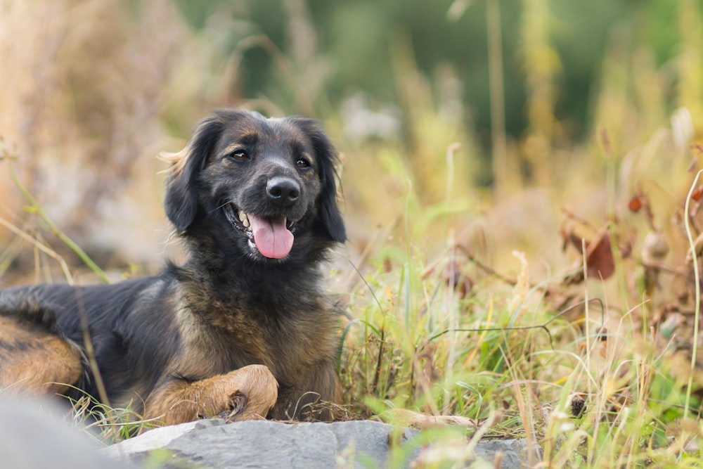 Schwarzer und brauner Deutscher Schäferhund Welpe tagsüber auf braunem Felsen