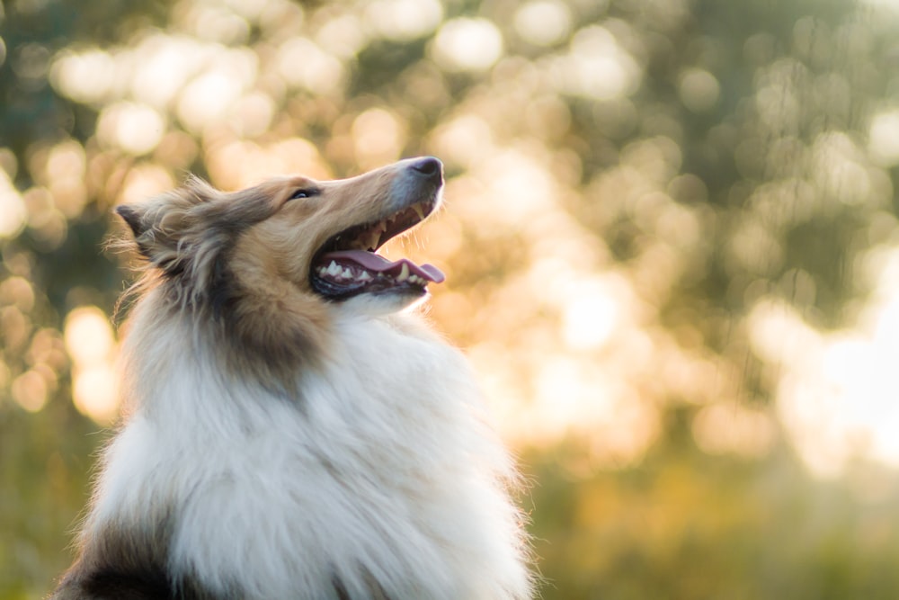 white and brown long coated dog