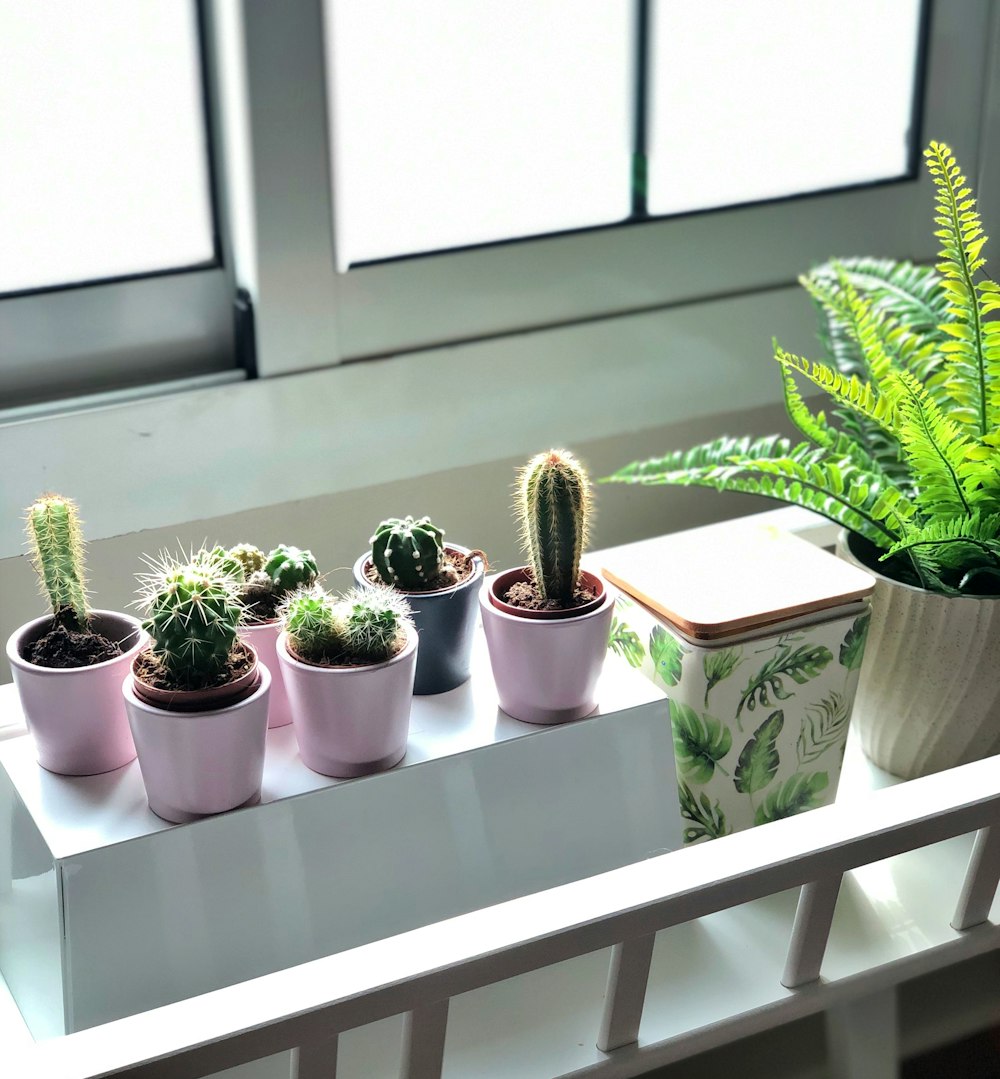 a row of potted plants sitting on a window sill