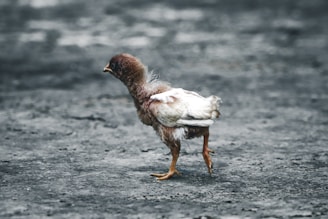 A young, fluffy chick with brown and white feathers walks across a gray, textured surface. Its small orange legs and feet contrast against the rough ground, and it appears to be alone in its environment. The overall scene conveys a sense of vulnerability and curiosity.