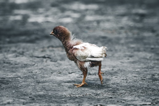 A young, fluffy chick with brown and white feathers walks across a gray, textured surface. Its small orange legs and feet contrast against the rough ground, and it appears to be alone in its environment. The overall scene conveys a sense of vulnerability and curiosity.