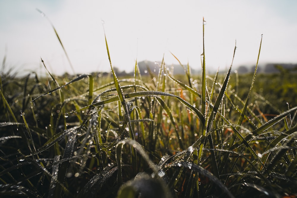 green grass field during daytime