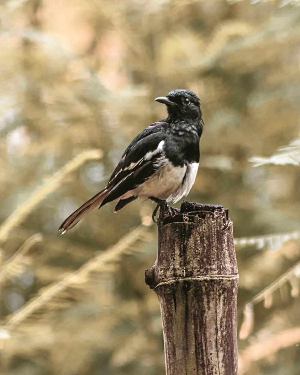 black and white bird on brown wooden fence during daytime