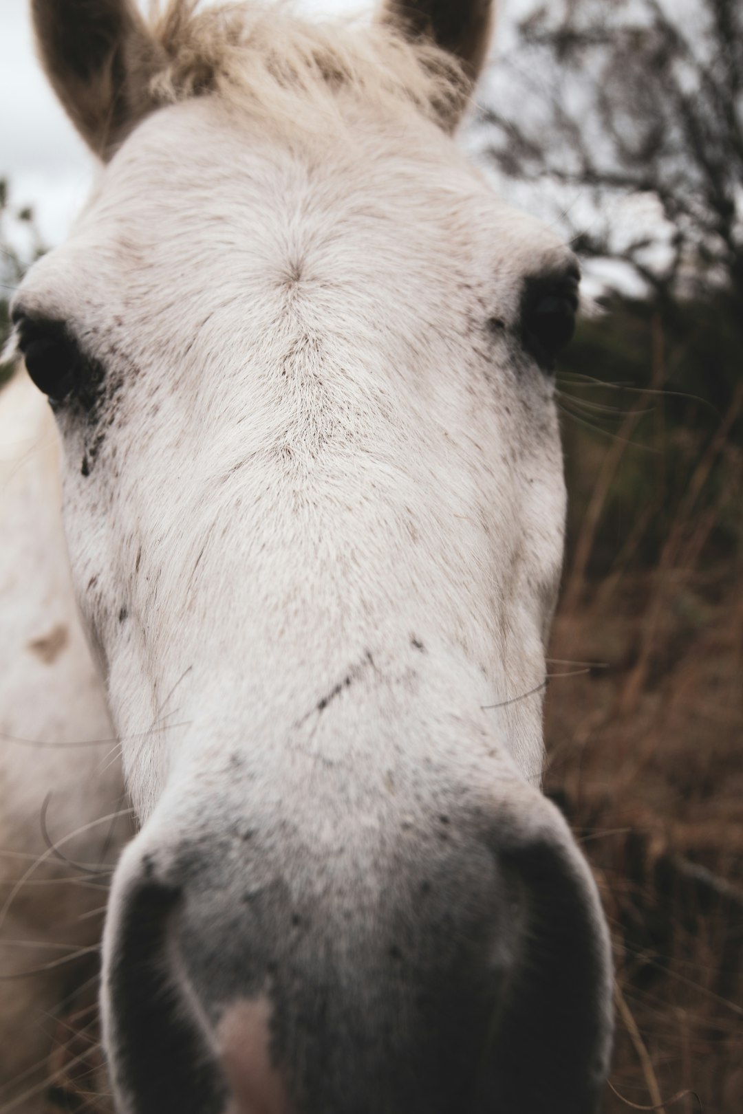 white horse head in close up photography