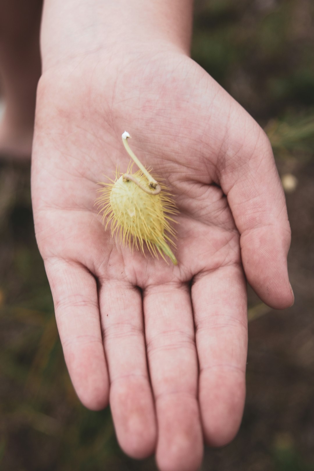 green round fruit on persons hand