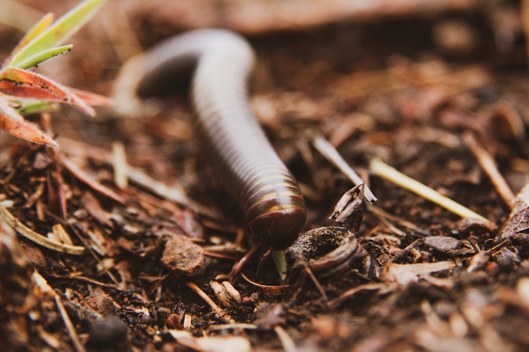 black and gray caterpillar on brown soil