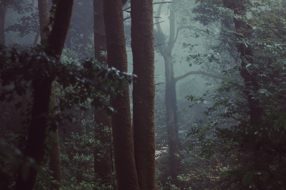 green trees covered with fog