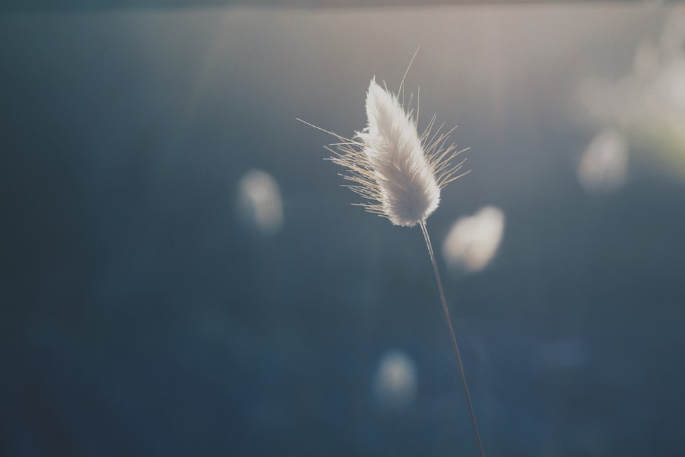 white dandelion in close up photography