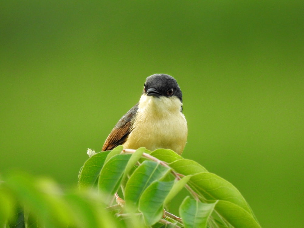 black and brown bird on green leaf