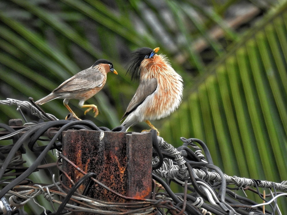 brown and white bird on brown wooden fence during daytime