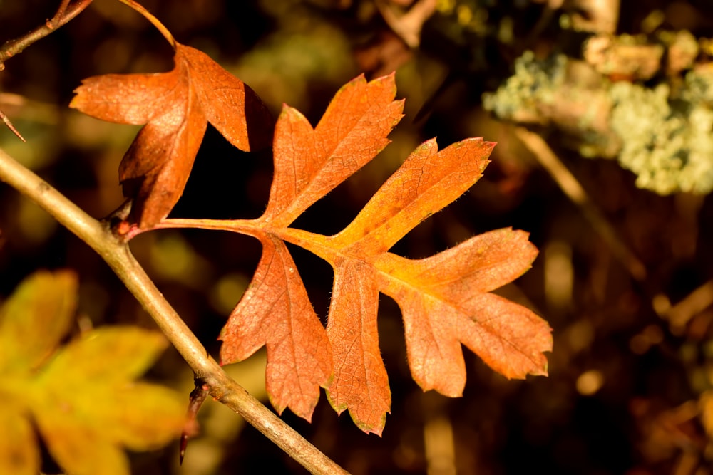 brown leaf in tilt shift lens