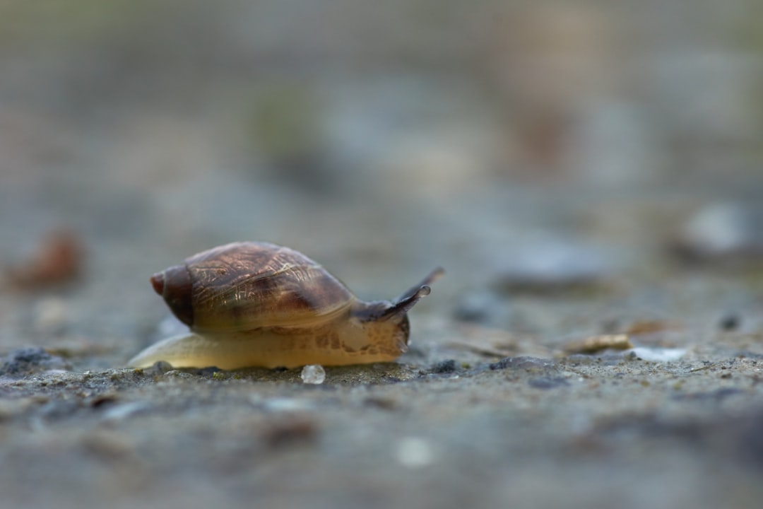brown snail on gray ground