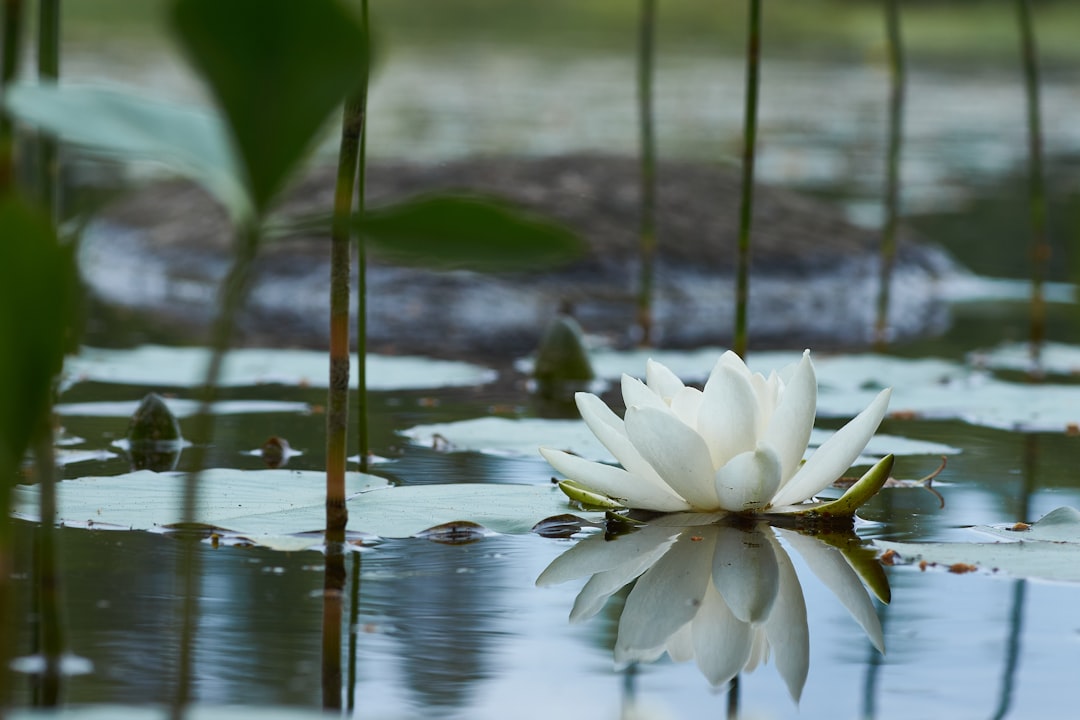 white lotus flower on water