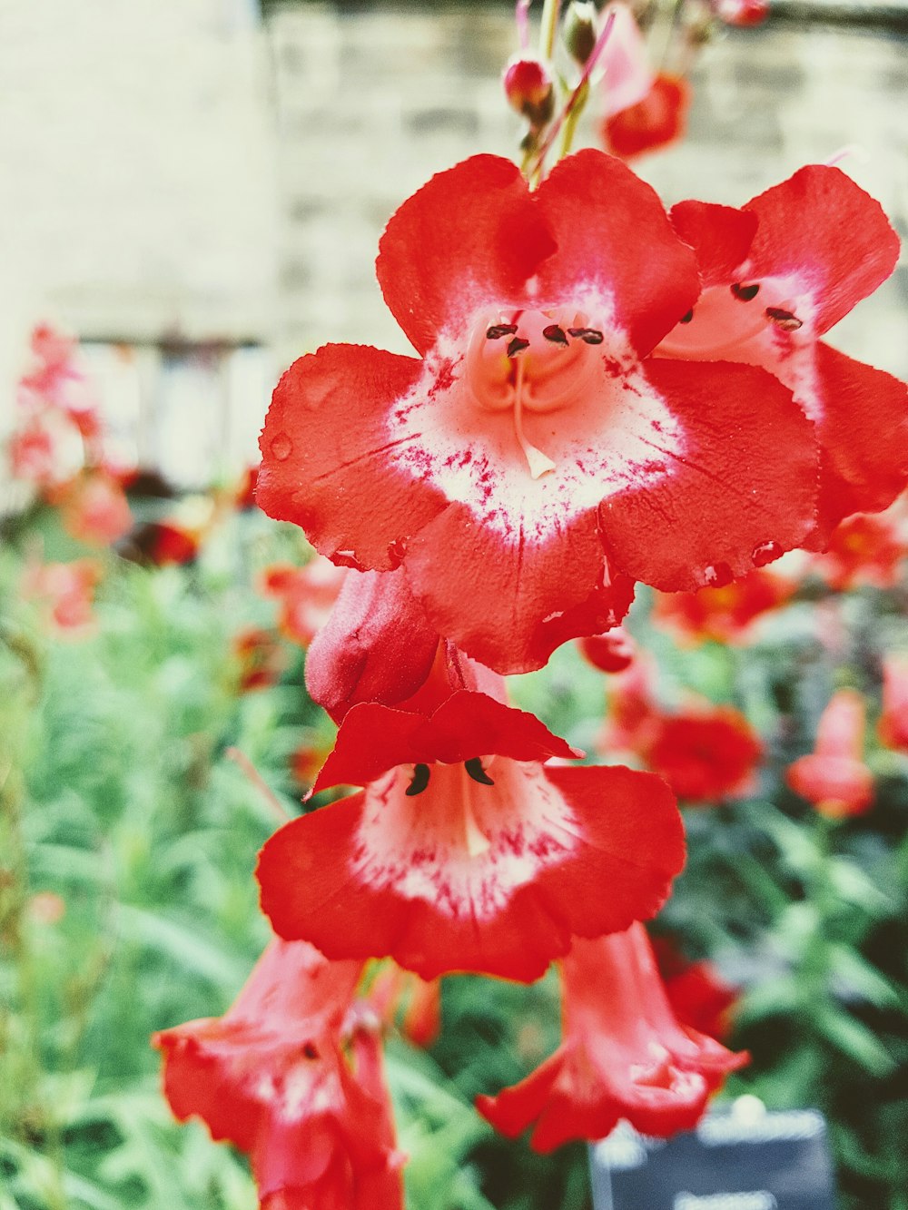 Flor roja en lente de cambio de inclinación