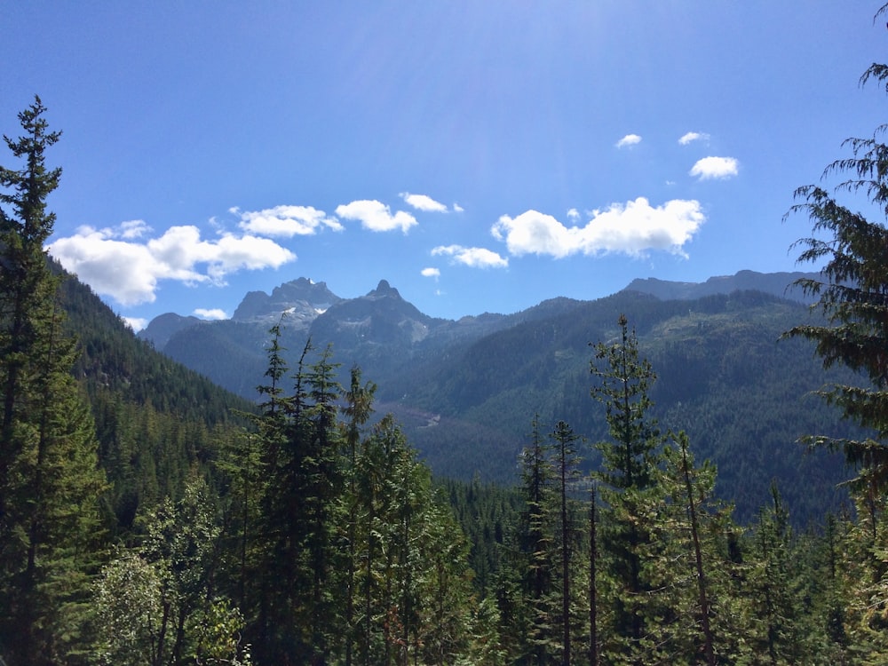 green pine trees near mountain under blue sky during daytime