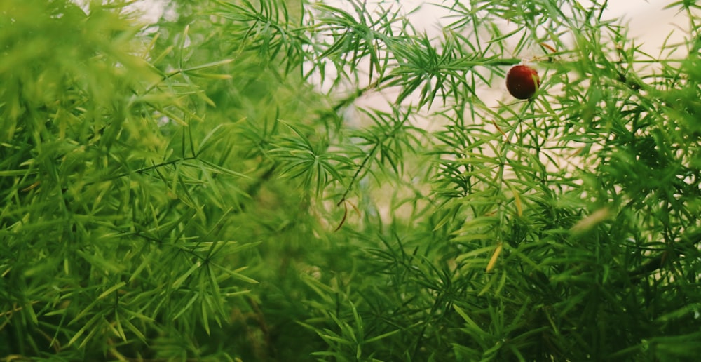 green plant with red flower