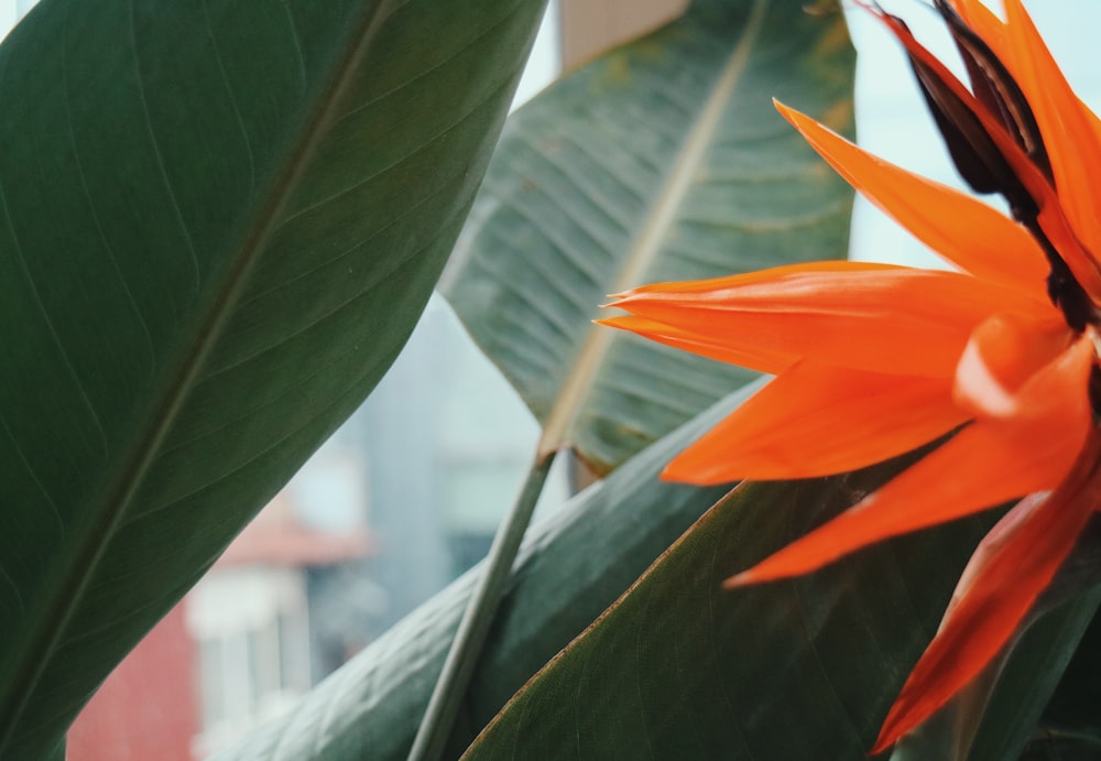 orange flower with green leaves