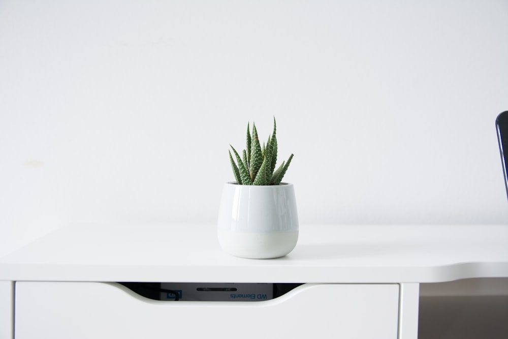 grüne Pflanze in weißem Keramiktopf auf weißem Holztisch