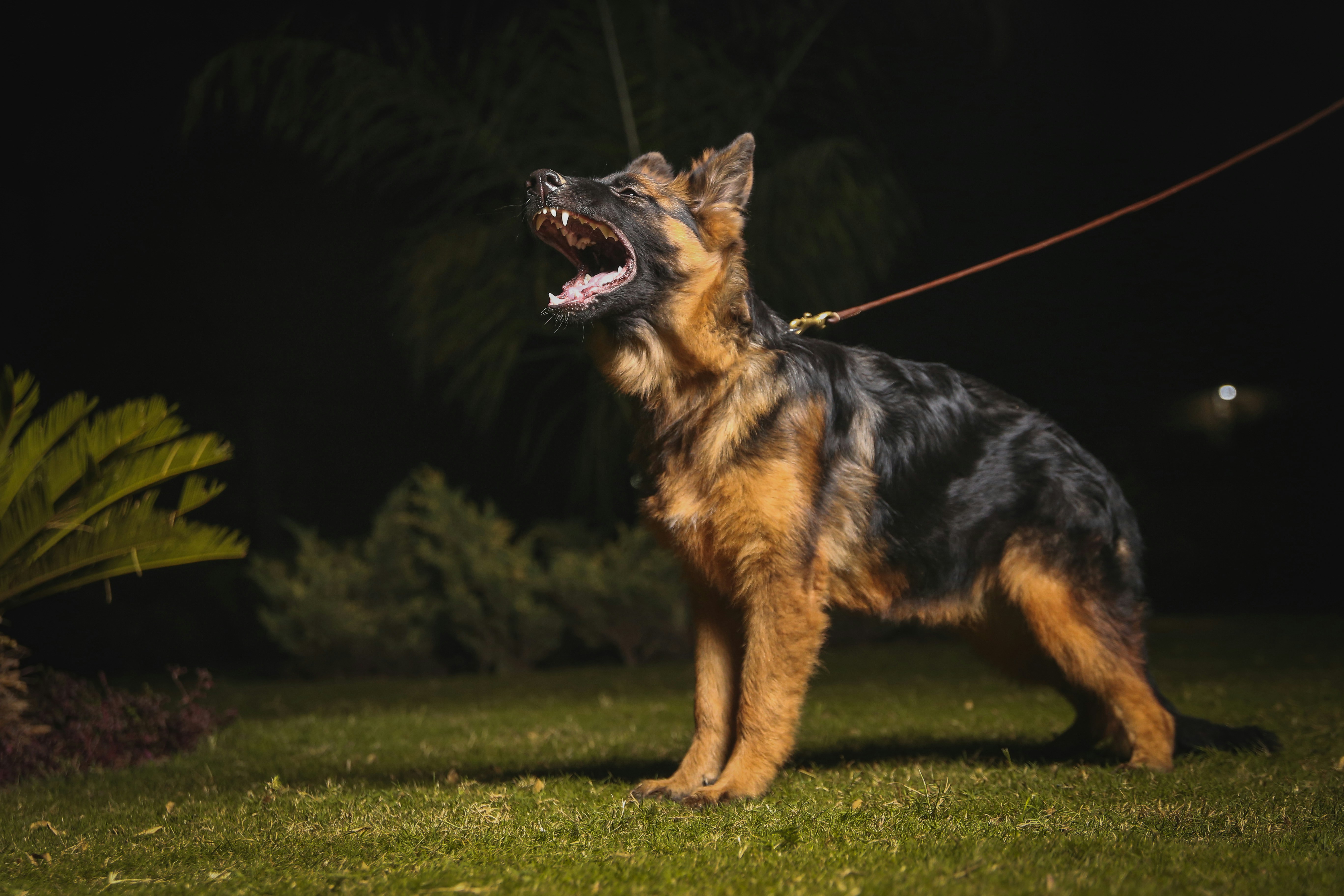 Quiet Nights: How to Get Your Dog to Stop Barking at Night
