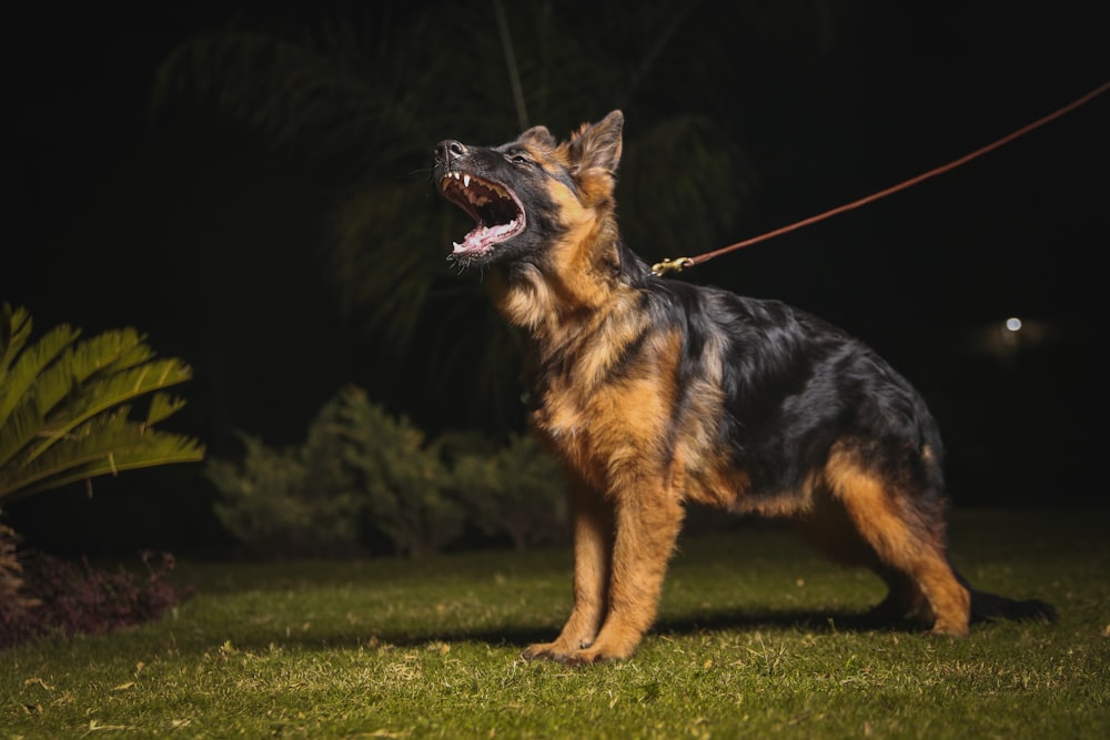 black and tan german shepherd dog on green grass field during daytime